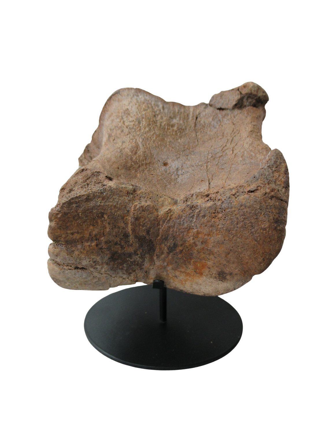 Cretaceous Age Edmontosaurus Hadrosaur Dinosaur Toe Bone from Montana 4 | Fossils for Sale