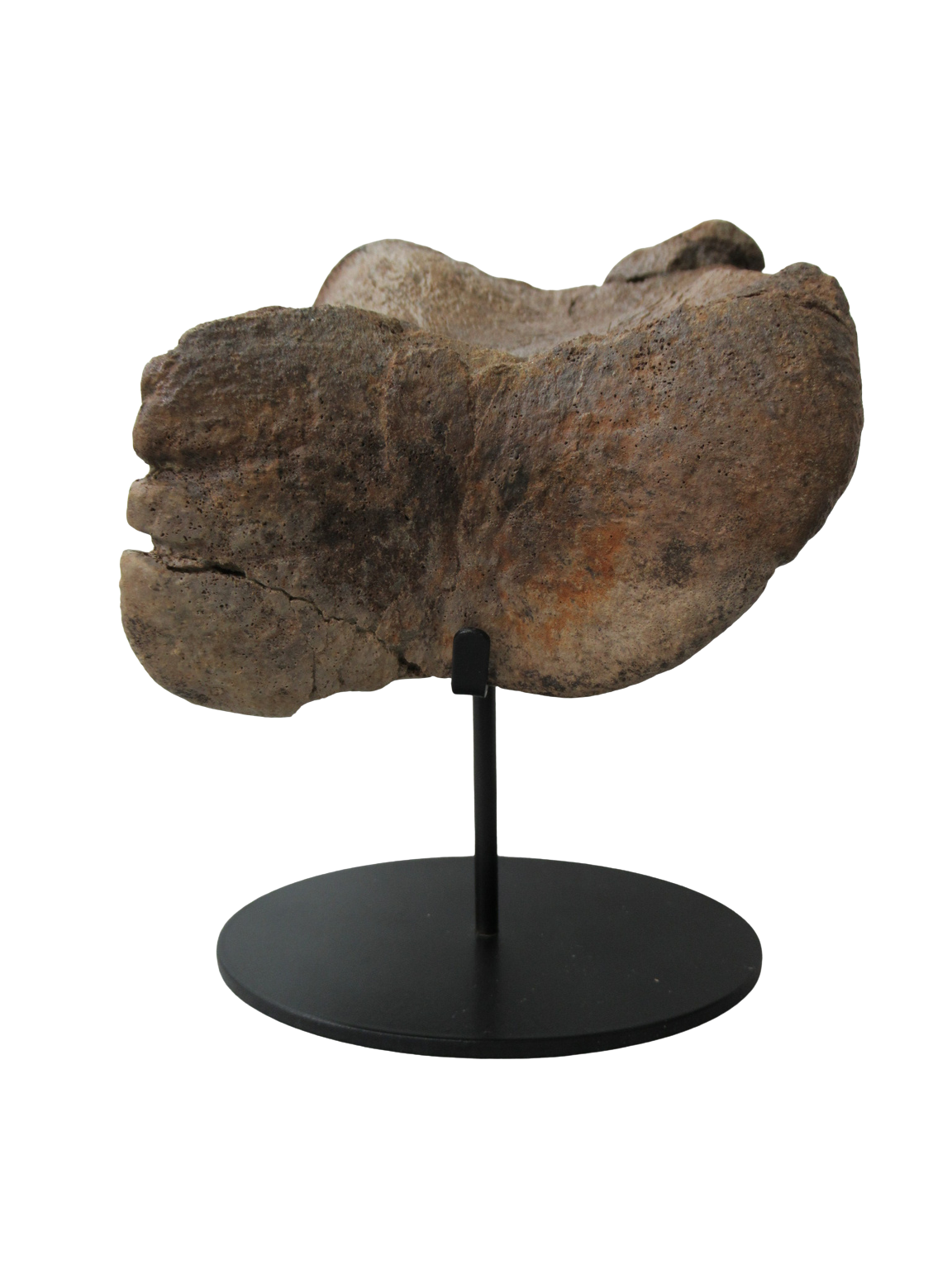 Cretaceous Age Edmontosaurus Hadrosaur Dinosaur Toe Bone from Montana 4a | Fossils for Sale
