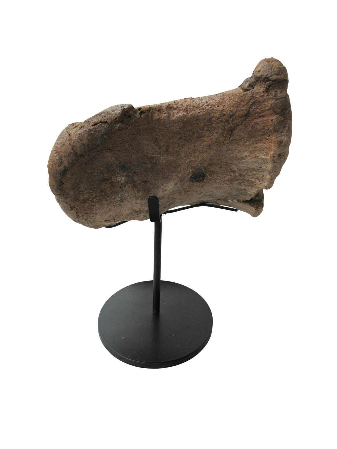 Cretaceous Age Edmontosaurus Hadrosaur Dinosaur Toe Bone from Montana 4b | Fossils for Sale