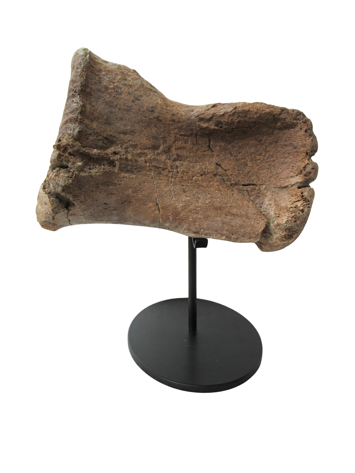 Cretaceous Age Edmontosaurus Hadrosaur Dinosaur Toe Bone from Montana 4d | Fossils for Sale