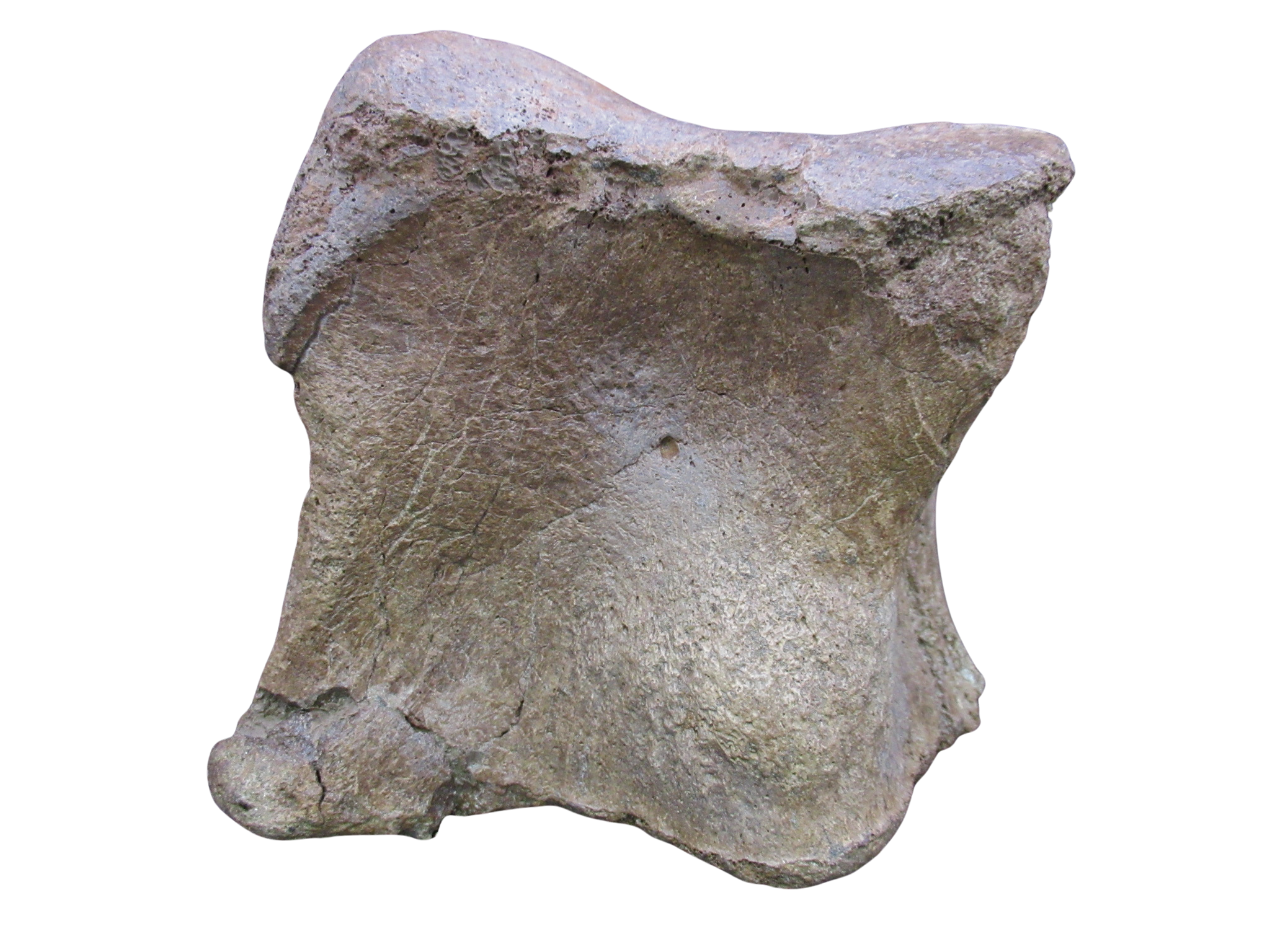 Cretaceous Age Edmontosaurus Hadrosaur Dinosaur Toe Bone from Montana 4e | Fossils for Sale