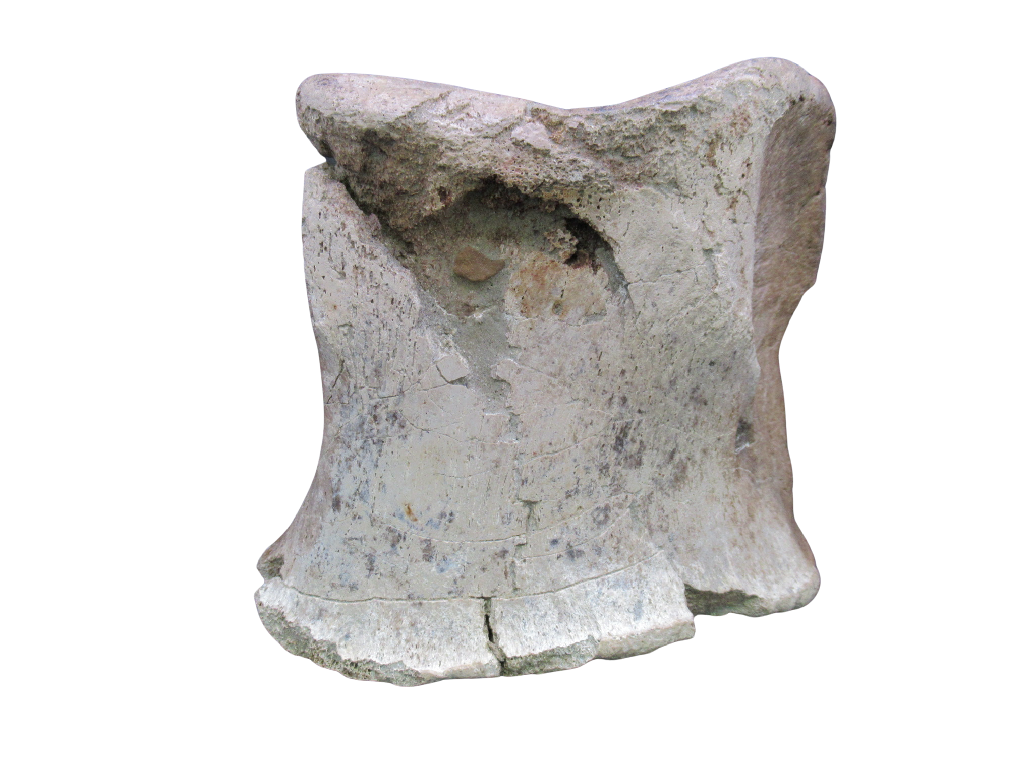 Cretaceous Age Edmontosaurus Hadrosaur Dinosaur Toe Bone from Montana 4f | Fossils for Sale