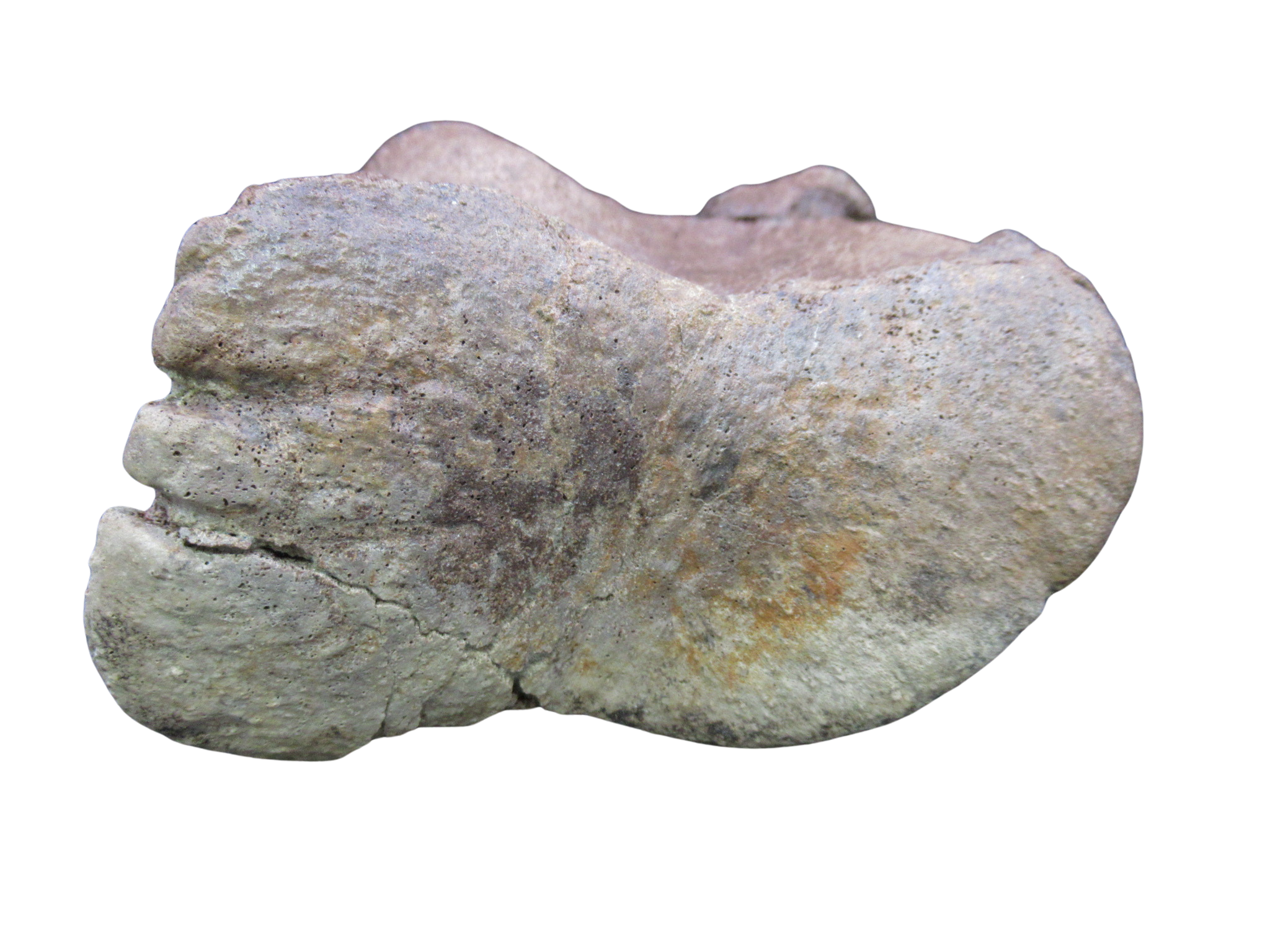Cretaceous Age Edmontosaurus Hadrosaur Dinosaur Toe Bone from Montana 4g | Fossils for Sale