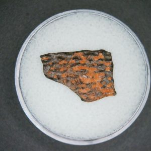Oviraptor Dinosaur Egg Shell Cretaceous Age from China #63
