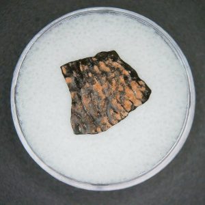 Oviraptor Dinosaur Egg Shell Cretaceous Age from China #68