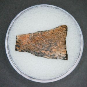 Oviraptor Dinosaur Egg Shell Cretaceous Age from China #71