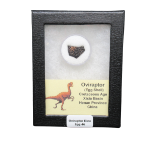 Oviraptor Dinosaur Egg Shell Cretaceous Age from China #46
