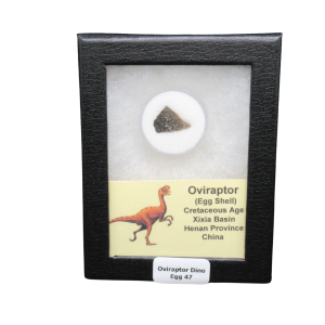 Oviraptor Dinosaur Egg Shell Cretaceous Age from China #47