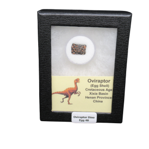 Oviraptor Dinosaur Egg Shell Cretaceous Age from China #48