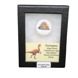 Oviraptor Dinosaur Egg Shell Cretaceous Age from China #49