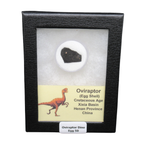 Oviraptor Dinosaur Egg Shell Cretaceous Age from China #50