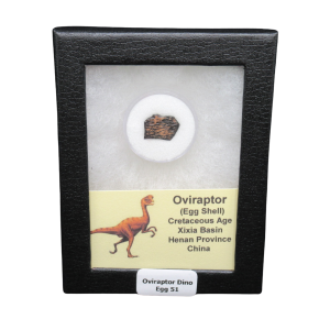 Oviraptor Dinosaur Egg Shell Cretaceous Age from China #51
