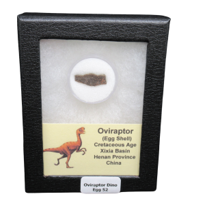Oviraptor Dinosaur Egg Shell Cretaceous Age from China #52