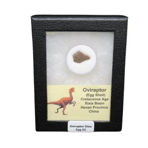 Oviraptor Dinosaur Egg Shell Cretaceous Age from China #53