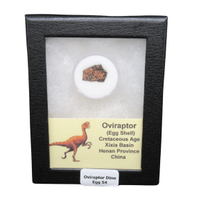 Oviraptor Dinosaur Egg Shell Cretaceous Age from China #54