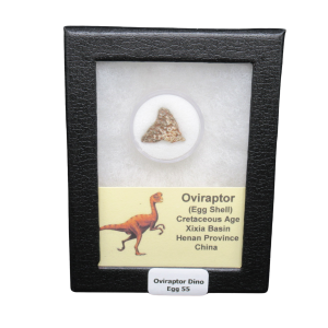 Oviraptor Dinosaur Egg Shell Cretaceous Age from China #55