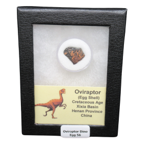 Oviraptor Dinosaur Egg Shell Cretaceous Age from China #56