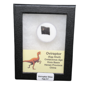 Oviraptor Dinosaur Egg Shell Cretaceous Age from China #57