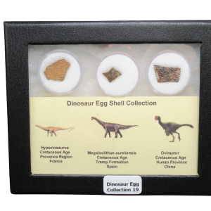 Genuine Cretaceous Age Dinosaur Egg Shell Collection Hypselosaurus - Megaloolithus and Oviraptor Fossils for Sale #19