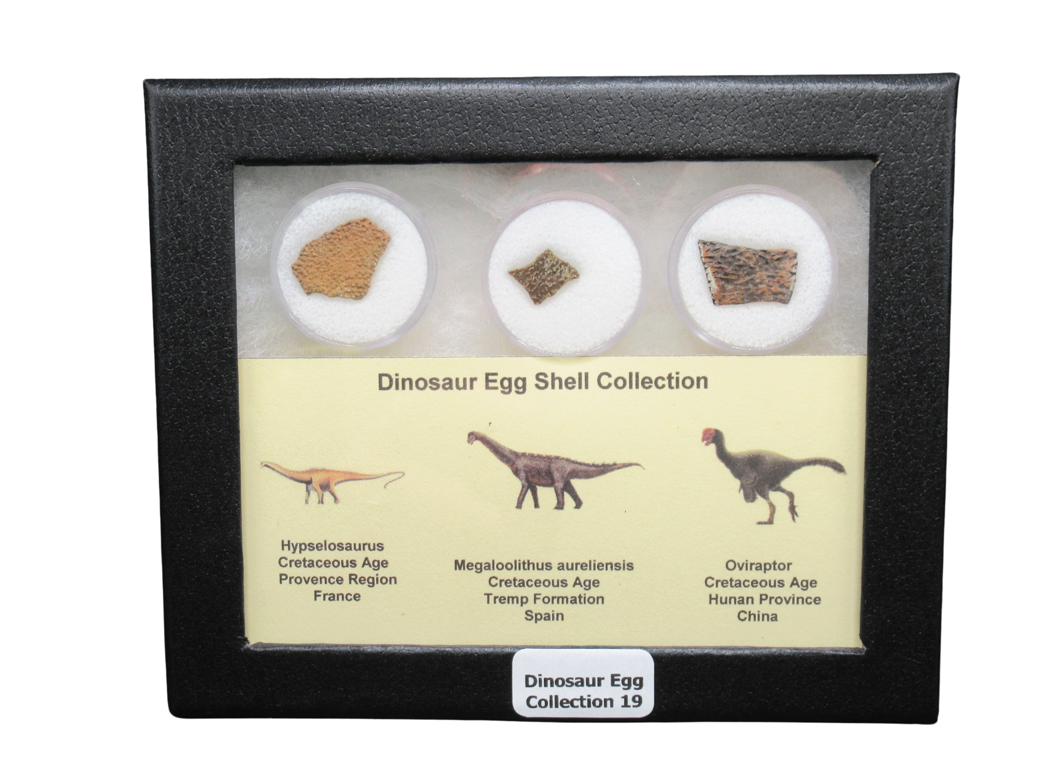Cretaceous Dinosaur Egg Shell Collection Hypselosaurus - Megaloolithus and Oviraptor 19 | Fossils for Sale Genuine Cretaceous Age Dinosaur Egg Shell Collection Hypselosaurus - Megaloolithus and Oviraptor Fossils for Sale #19