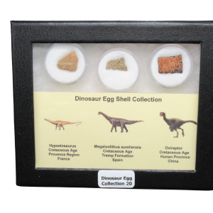 Genuine Cretaceous Age Dinosaur Egg Shell Collection Hypselosaurus - Megaloolithus and Oviraptor Fossils for Sale #20
