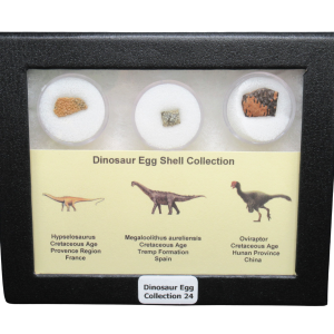 Genuine Cretaceous Age Dinosaur Egg Shell Collection Hypselosaurus - Megaloolithus and Oviraptor Fossils for Sale #24