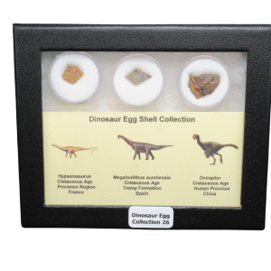 Genuine Cretaceous Age Dinosaur Egg Shell Collection Hypselosaurus - Megaloolithus and Oviraptor Fossils for Sale #26