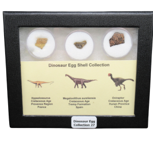 Genuine Cretaceous Age Dinosaur Egg Shell Collection Hypselosaurus - Megaloolithus and Oviraptor Fossils for Sale #27