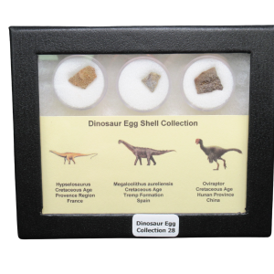 Genuine Cretaceous Age Dinosaur Egg Shell Collection Hypselosaurus - Megaloolithus and Oviraptor Fossils for Sale #28