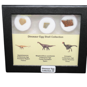 Genuine Cretaceous Age Dinosaur Egg Shell Collection Hypselosaurus - Megaloolithus and Oviraptor Fossils for Sale #29