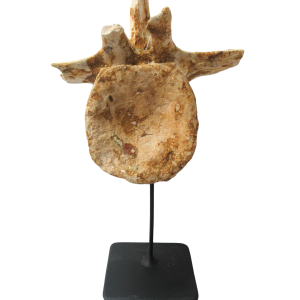 Crocodylomorph Vertebra Bone from Kem Kem Basin Morocco 2 | Fossils for Sale Genuine Cretaceous Age Crocodylomorph Vertebra Bone Fossil for Sale from Morocco #2