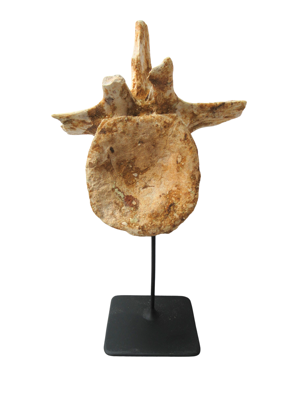 Crocodylomorph Vertebra Bone from Kem Kem Basin Morocco 2 | Fossils for Sale