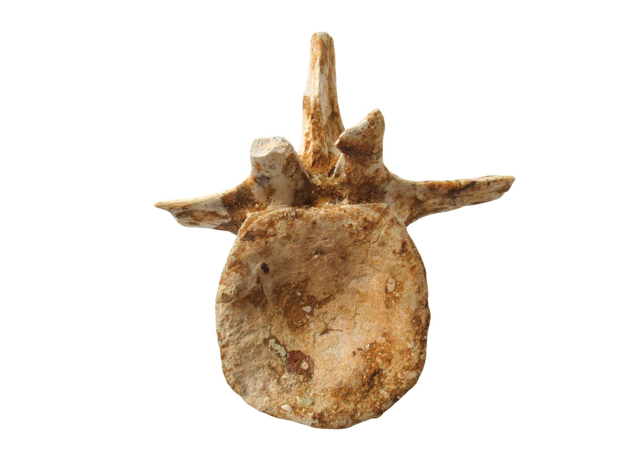 Crocodylomorph Vertebra Bone from Kem Kem Basin Morocco 2a | Fossils for Sale