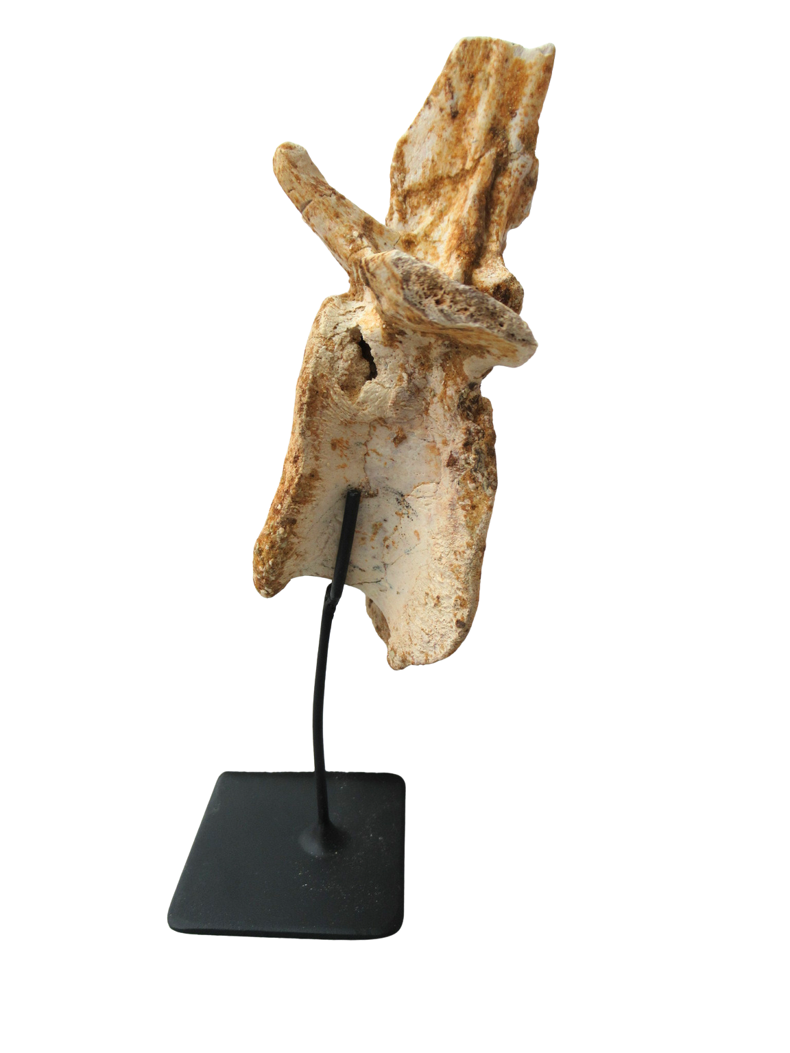 Crocodylomorph Vertebra Bone from Kem Kem Basin Morocco 2b | Fossils for Sale