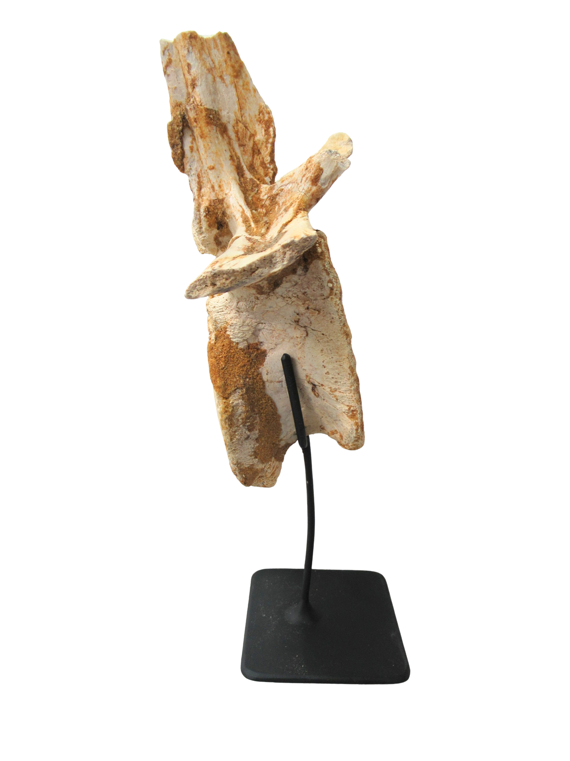 Crocodylomorph Vertebra Bone from Kem Kem Basin Morocco 2d | Fossils for Sale