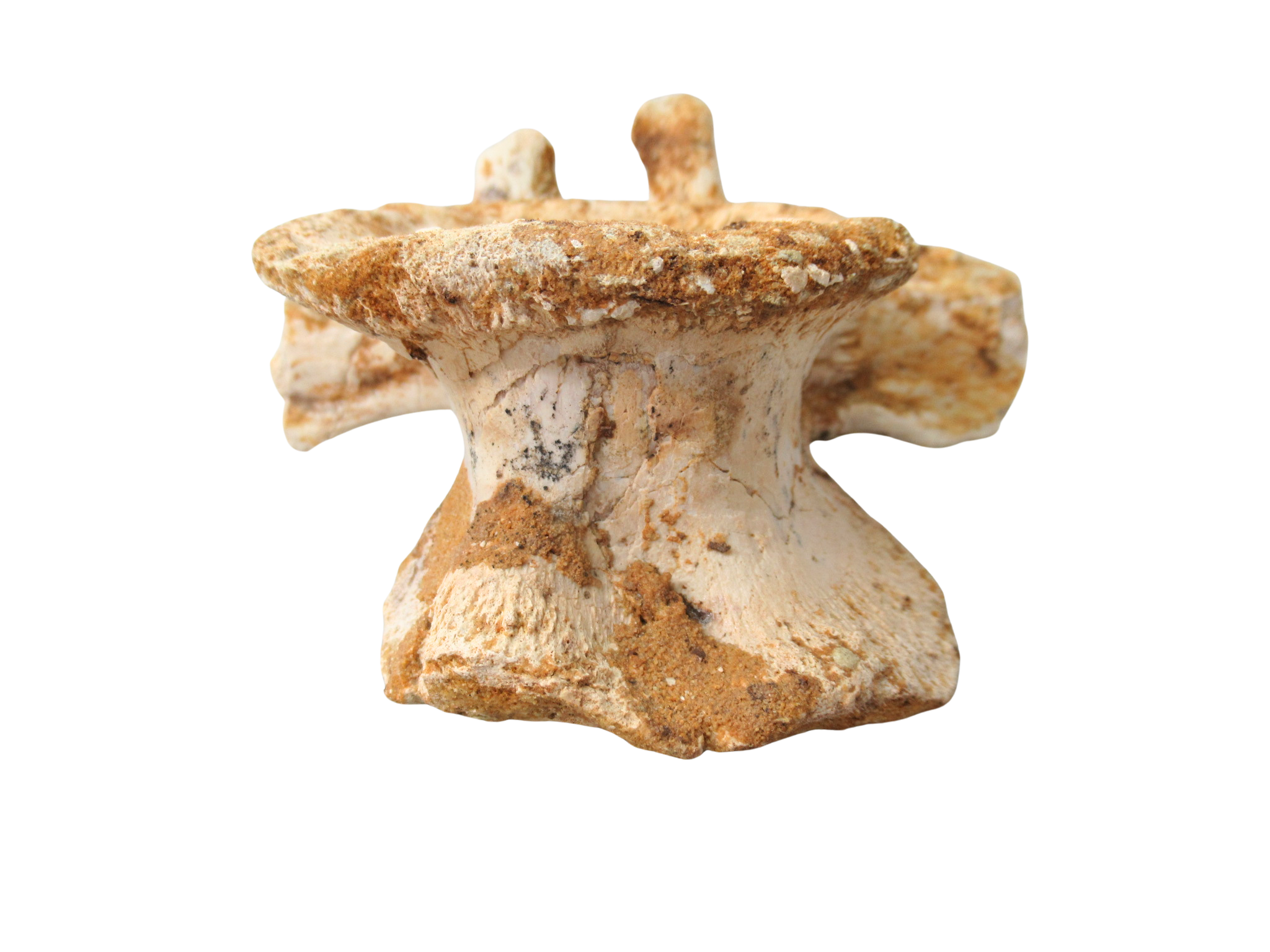 Crocodylomorph Vertebra Bone from Kem Kem Basin Morocco 2e | Fossils for Sale