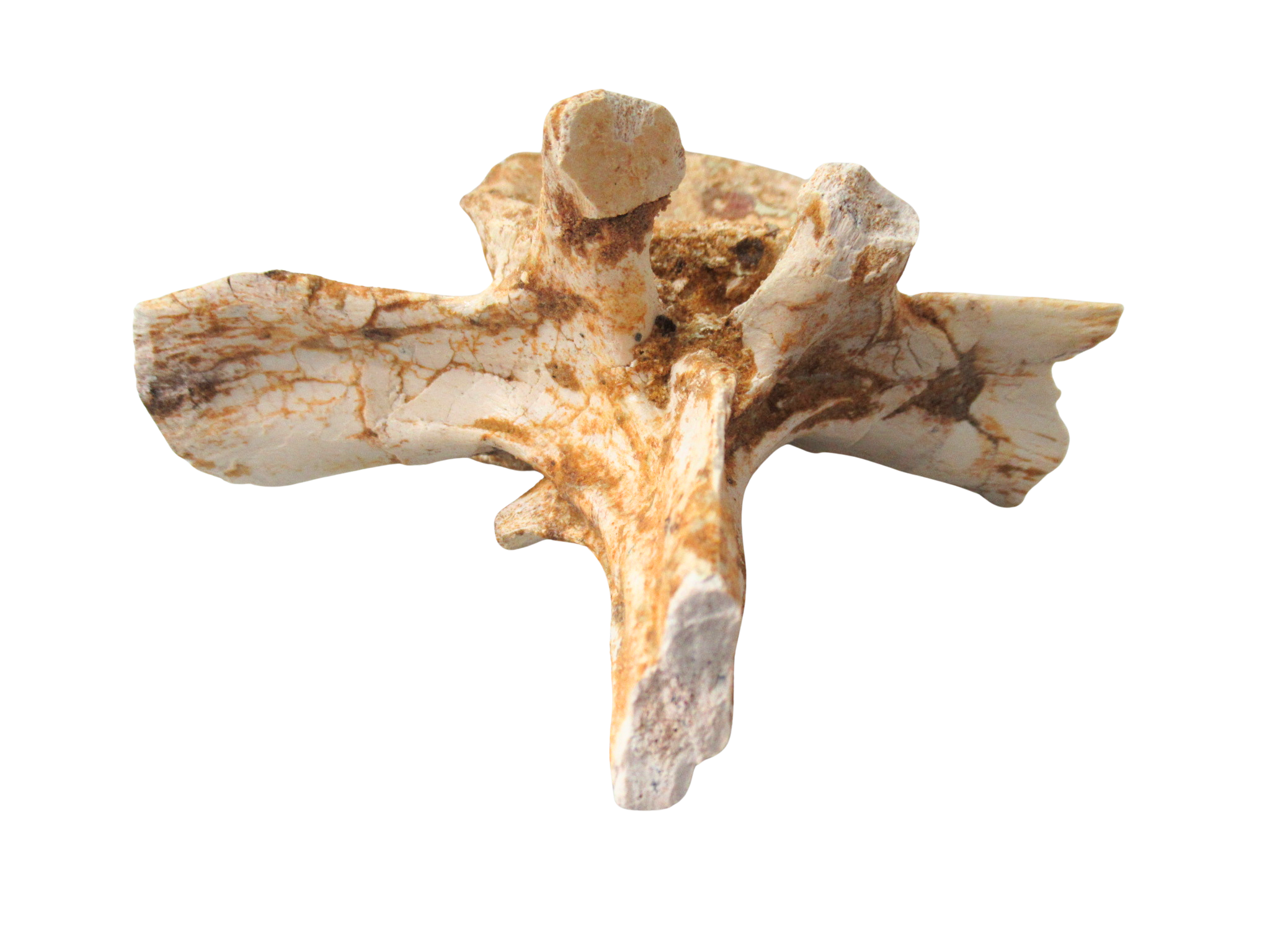 Crocodylomorph Vertebra Bone from Kem Kem Basin Morocco 2f | Fossils for Sale