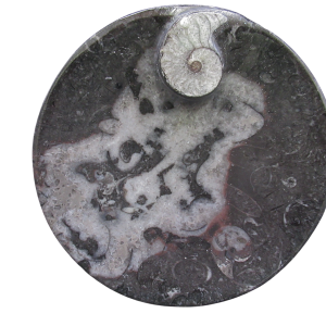 Genuine Devonian Age Goniatite and Orthoceras Fossil Bowl for Sale #1