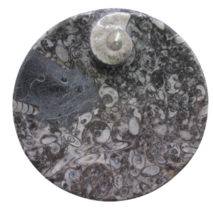 Genuine Devonian Age Goniatite and Orthoceras Fossil Bowl for Sale #2