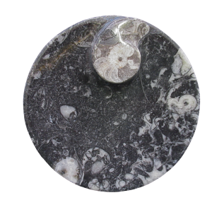 Genuine Devonian Age Goniatite and Orthoceras Fossil Bowl for Sale #3