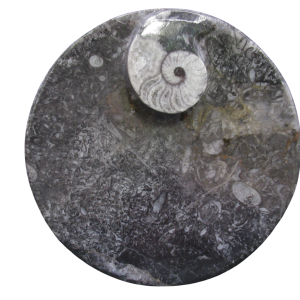 Genuine Devonian Age Goniatite and Orthoceras Fossil Bowl for Sale #4