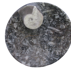Genuine Devonian Age Goniatite and Orthoceras Fossil Bowl for Sale #5
