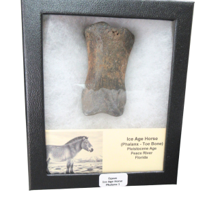 Equus Ice Age Horse Phalanx From Peace River in Florida #1