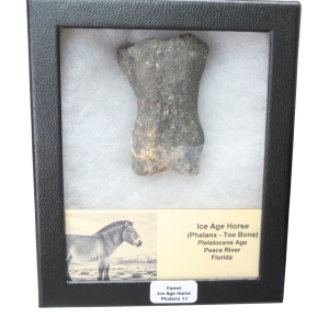 Equus Ice Age Horse Phalanx From Peace River in Florida #11