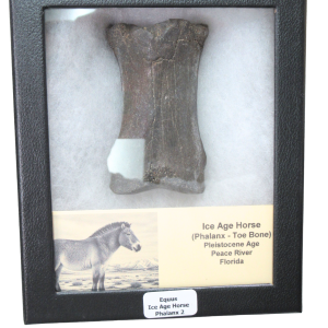 Equus Ice Age Horse Phalanx From Peace River in Florida #2