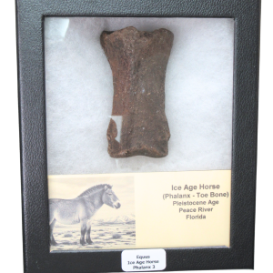 Equus Ice Age Horse Phalanx From Peace River in Florida #3