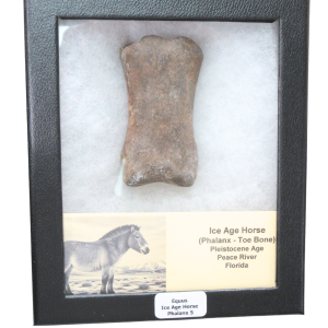Equus Ice Age Horse Phalanx From Peace River in Florida #5