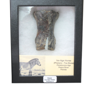 Equus Ice Age Horse Phalanx From Peace River in Florida #6