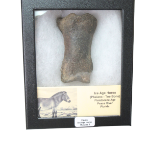 Equus Ice Age Horse Phalanx From Peace River in Florida #7