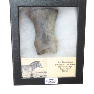 Equus Ice Age Horse Phalanx From Peace River in Florida #8